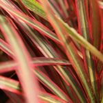Dracaena en interior: enfermedades y plagas más comunes