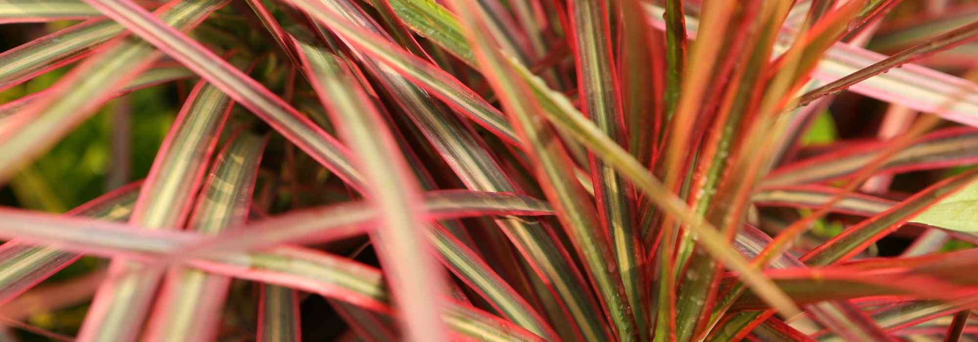 Dracaena en interior: enfermedades y plagas más comunes