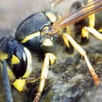 Avispas en el compost: ¿por qué? ¿Cómo ahuyentarlas?