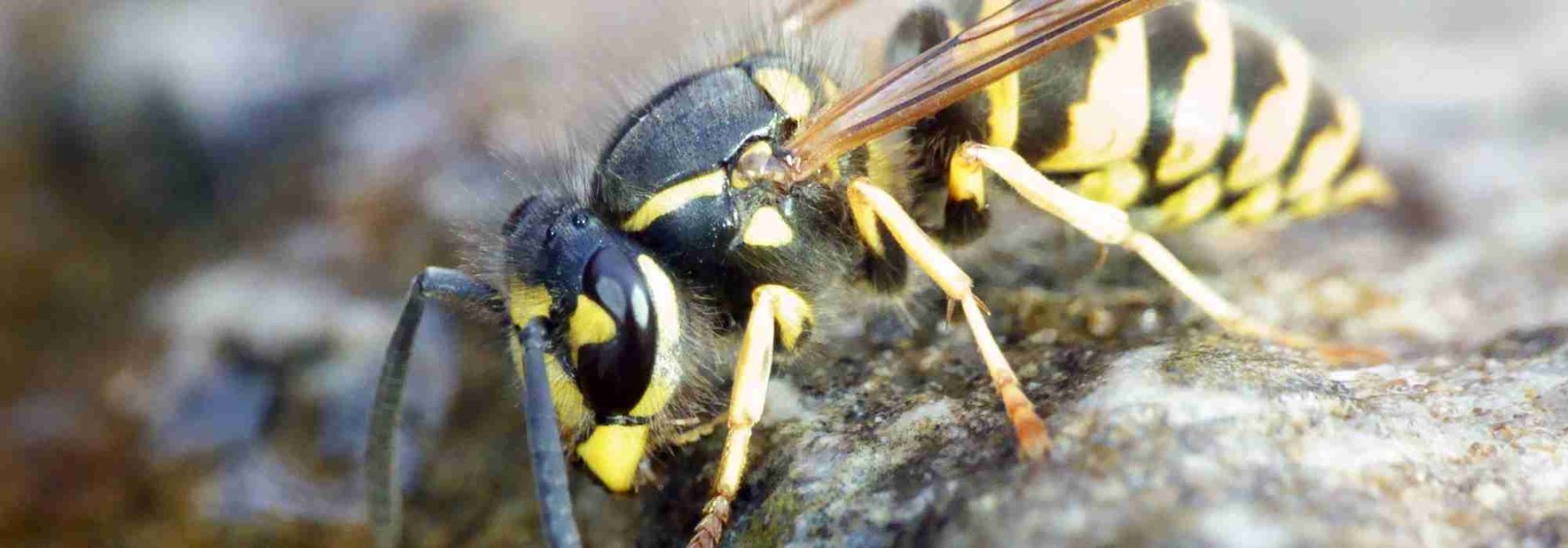 Avispas en el compost: ¿por qué? ¿Cómo ahuyentarlas?