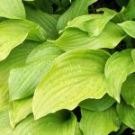 Las mejores Hostas con follaje amarillo o dorado para iluminar el jardín