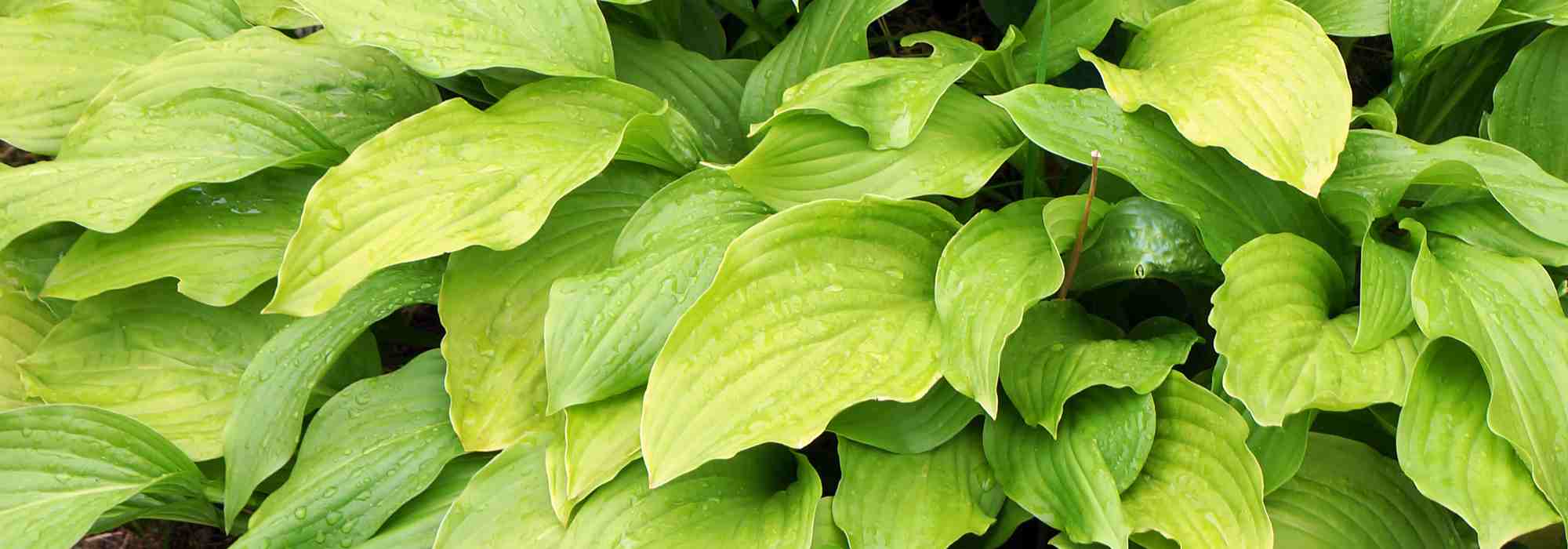 Las mejores Hostas con follaje amarillo o dorado para iluminar el jardín