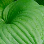Los mejores Hostas de follaje verde para vestir el jardín