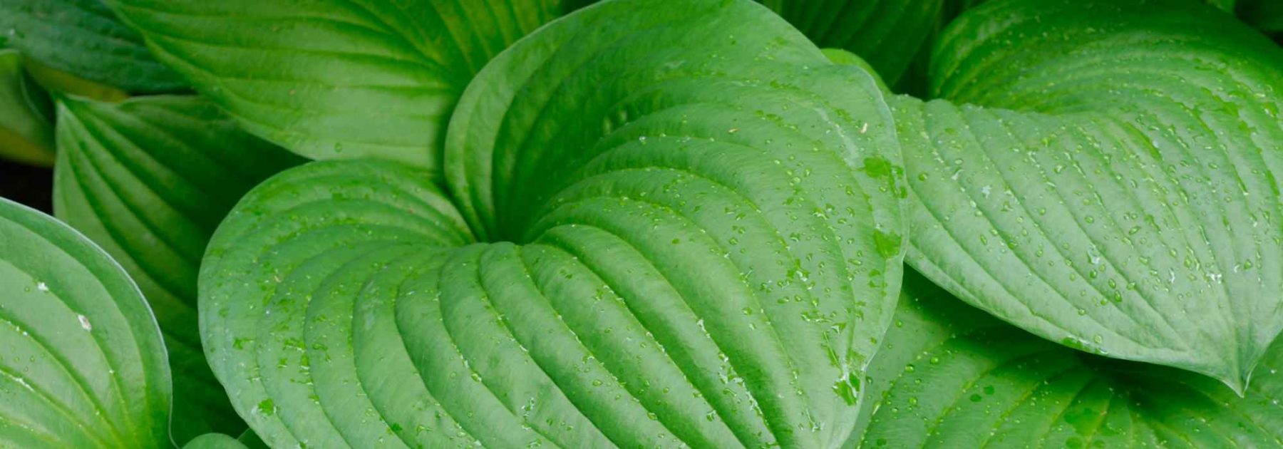 Los mejores Hostas de follaje verde para vestir el jardín