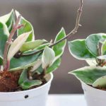 Hoya: ¿cuáles son las enfermedades y parásitos más comunes?