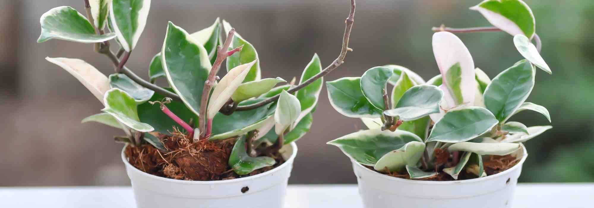 Hoya: ¿cuáles son las enfermedades y parásitos más comunes?