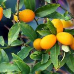 Kumquat: las enfermedades y plagas más frecuentes