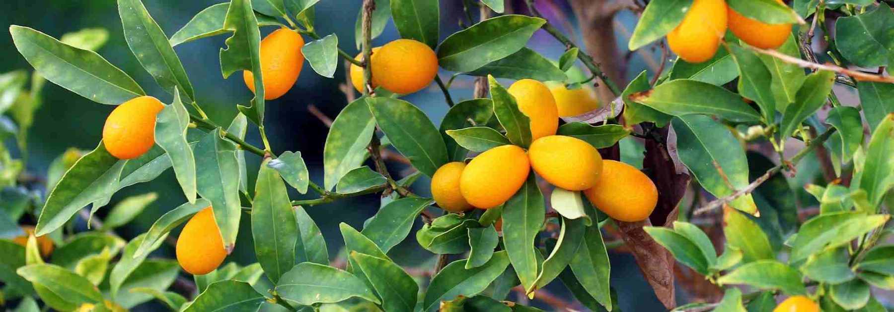 Kumquat: las enfermedades y plagas más frecuentes