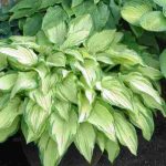 Las mejores variedades de Hosta para cultivar en maceta