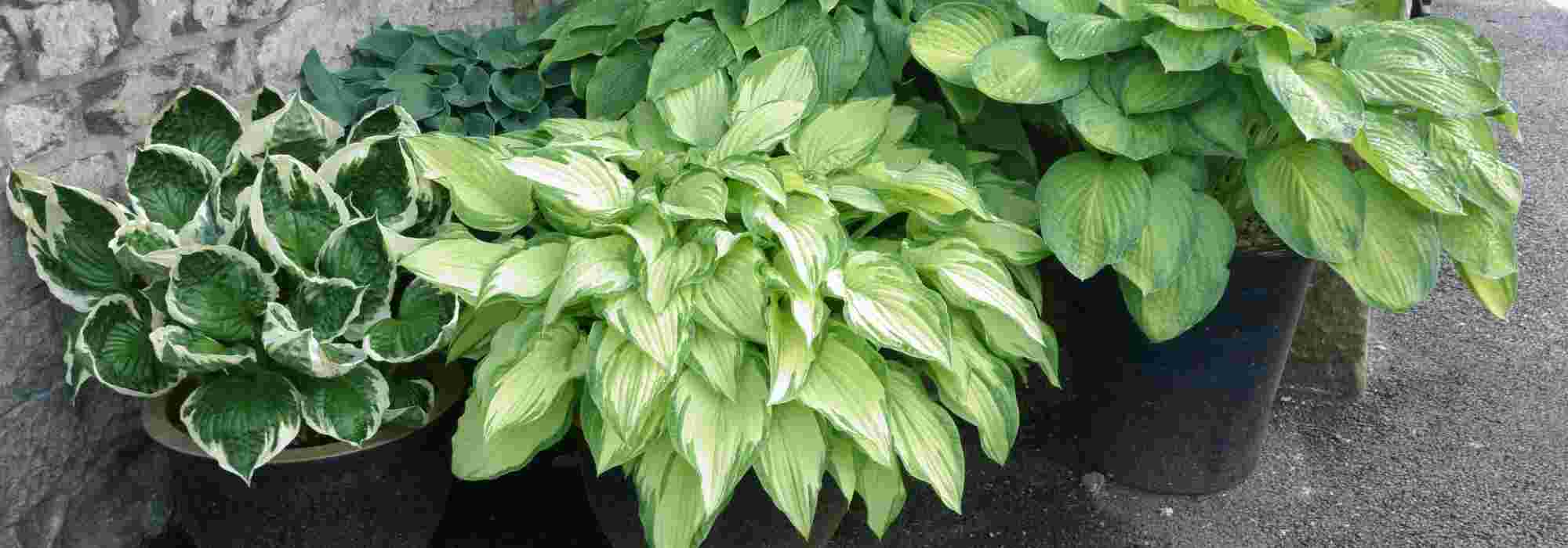 Las mejores variedades de Hosta para cultivar en maceta