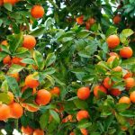 Cómo cultivar un naranjo en terreno abierto o en macetas