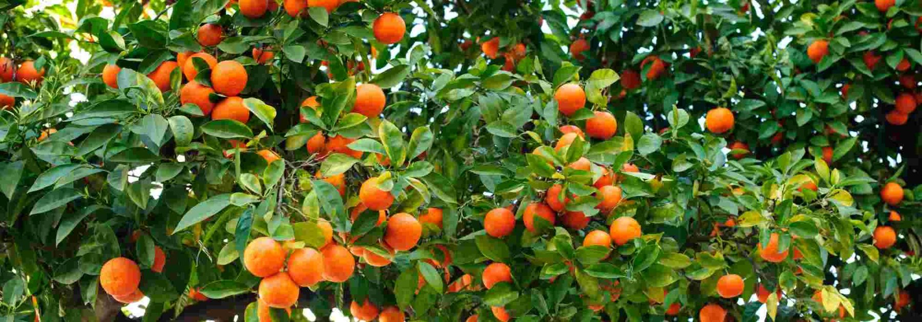 Cómo cultivar un naranjo en terreno abierto o en macetas