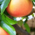 Cómo cultivar el pomelo (Citrus × paradisi)