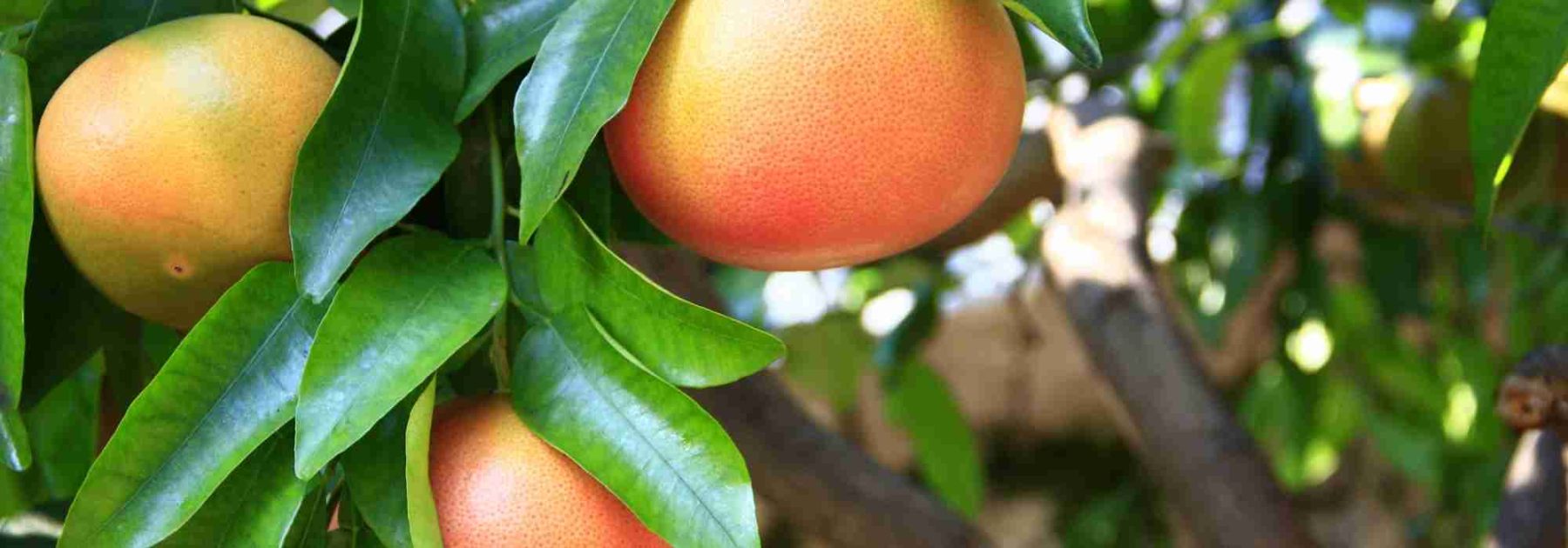 Cómo cultivar el pomelo (Citrus × paradisi)