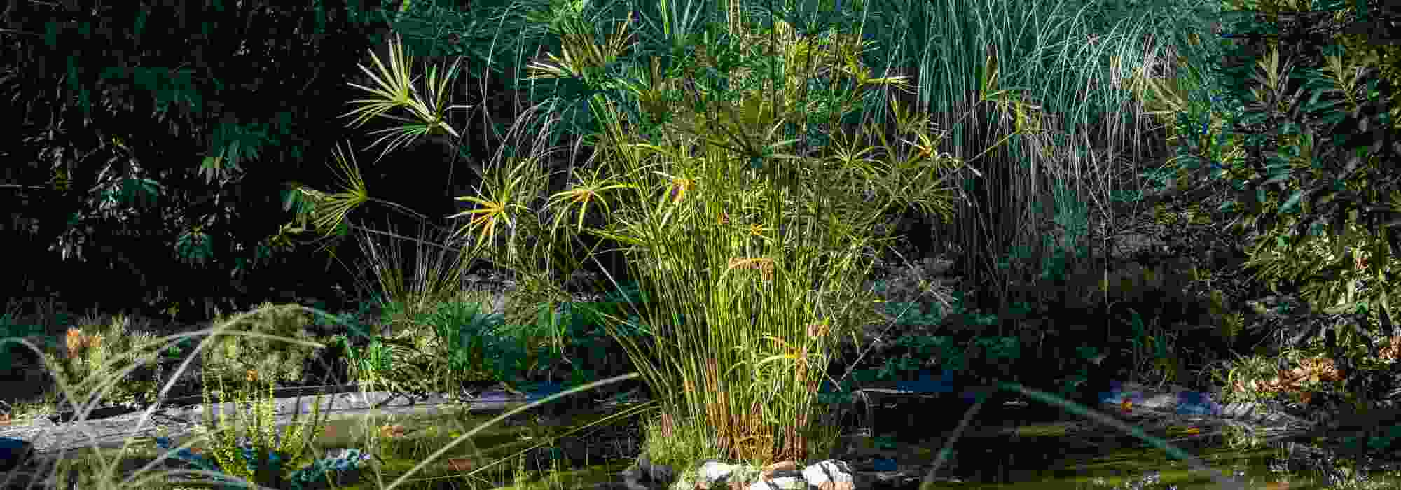 Charca en clima mediterráneo: ¿qué plantas acuáticas elegir?