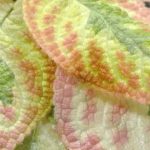 Plantas de interior de follaje colorido: ¡despierta tu decoración!