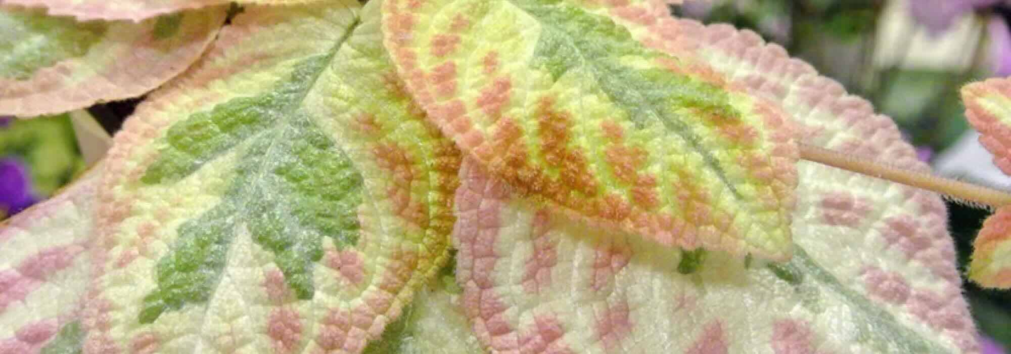 Plantas de interior de follaje colorido: ¡despierta tu decoración!