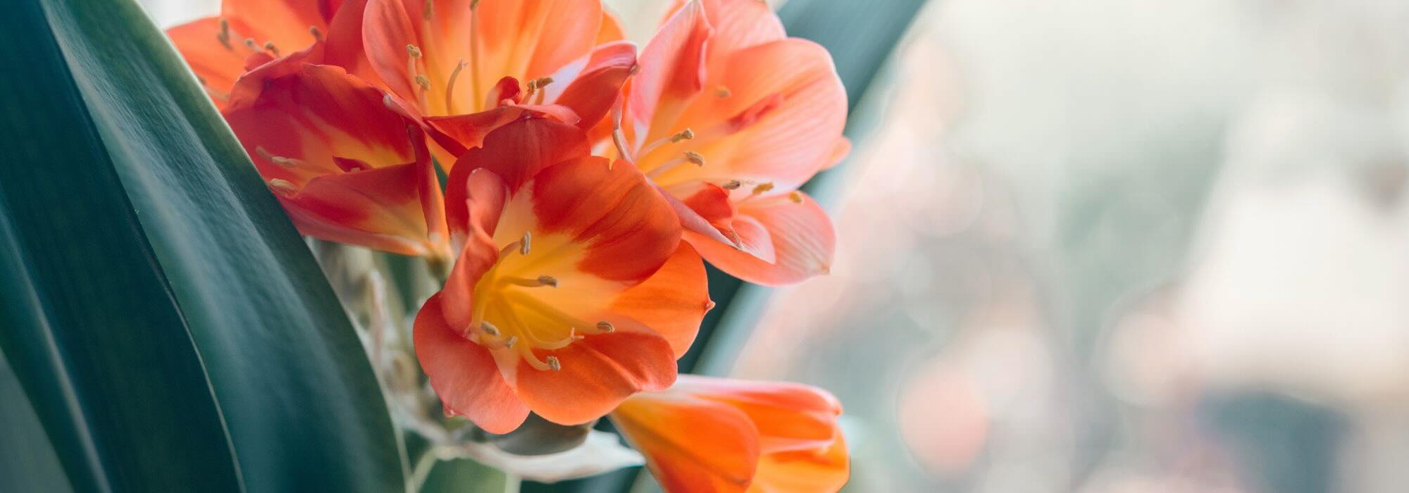 Plantas de interior con flores: ilumina tu espacio con color