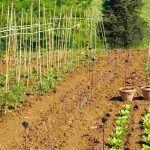 Cultivar un huerto cerca de un campo agrícola: ¿qué efectos tiene? ¿Qué soluciones hay?