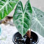 ¿Cuándo y cómo trasplantar un alocasia?