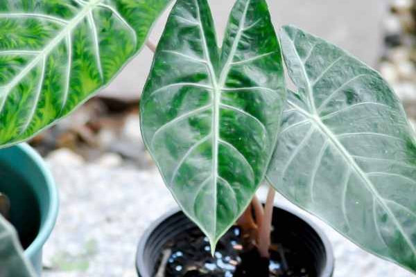 ¿Cuándo y cómo trasplantar un alocasia?