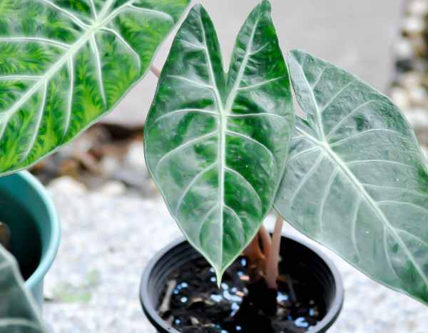 ¿Cuándo y cómo trasplantar un alocasia?