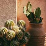 ¿Cuándo y cómo trasplantar un cactus?