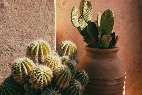 ¿Cuándo y cómo trasplantar un cactus?