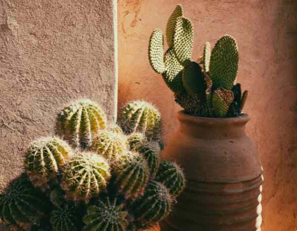 ¿Cuándo y cómo trasplantar un cactus?