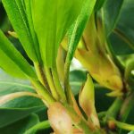 ¿Por qué no florece mi rododendro?