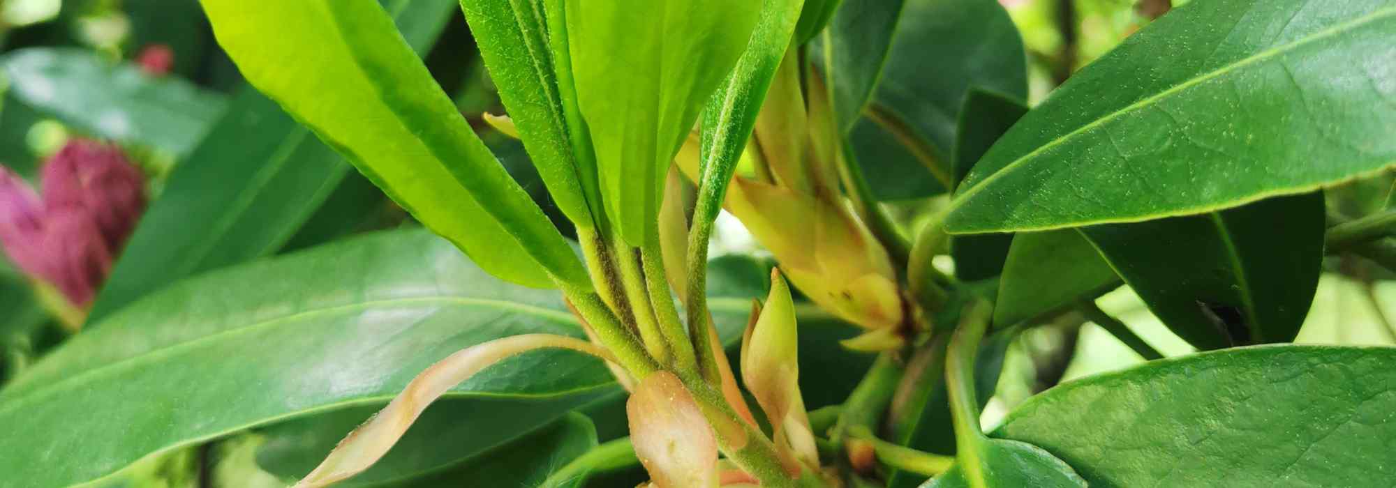 ¿Por qué no florece mi rododendro?
