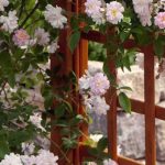 ¿Qué rosal trepador elegir para un cultivo en maceta?
