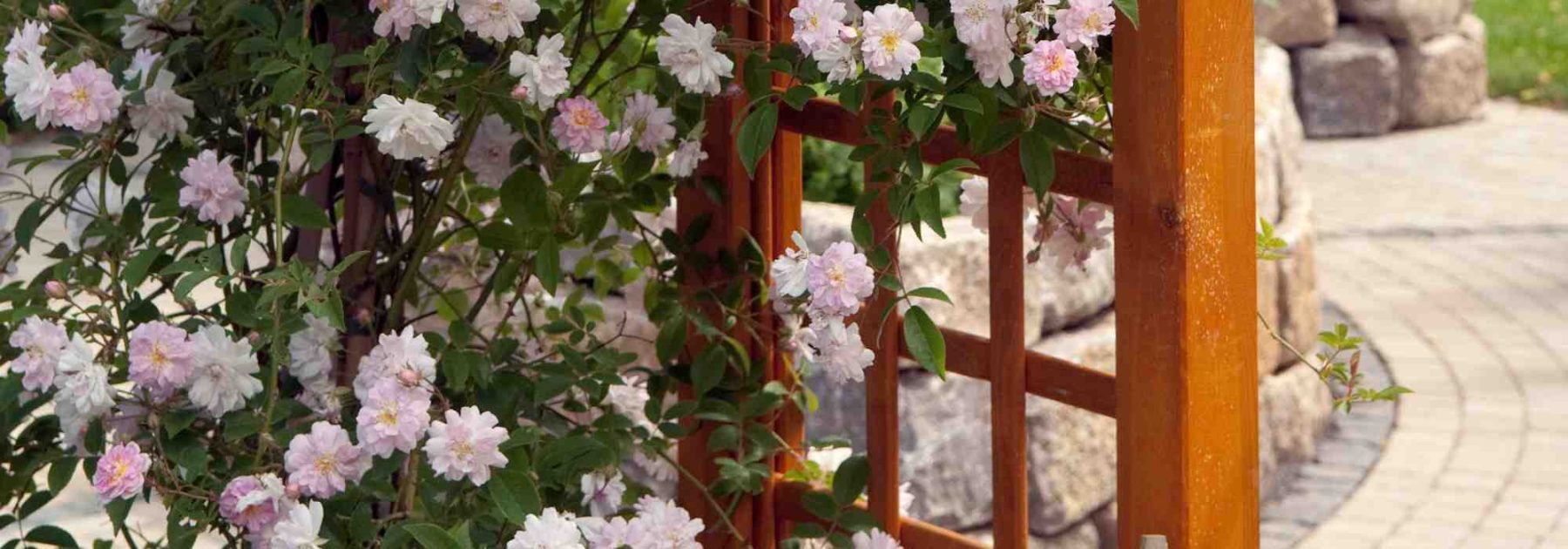 ¿Qué rosal trepador elegir para un cultivo en maceta?