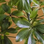Schefflera: cuidados, esquejes y consejos de cultivo