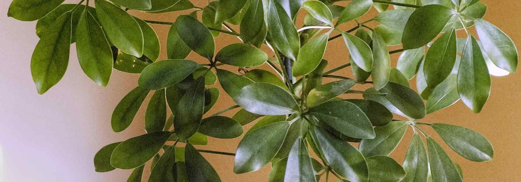 Schefflera: cuidados, esquejes y consejos de cultivo