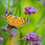 Mariposas en el jardín: cómo atraerlas y darles la bienvenida de forma natural