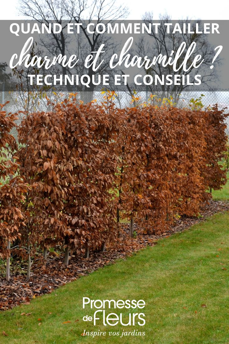 podar los carpes y carpes