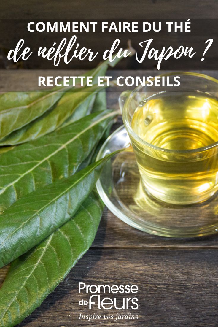 infusión de hojas de Níspola