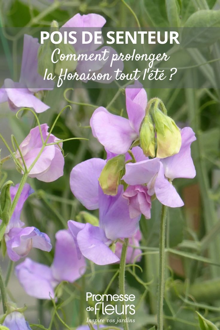 Semillas de guisante de olor Spring Sunshine Lilac