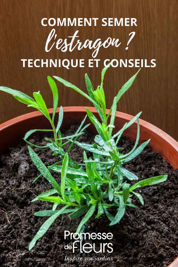 siembra de estragón