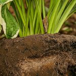 Trasplante de vivaces y gramíneas: lograr el traslado de sus plantas