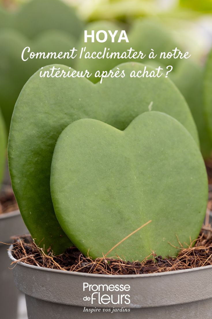 Hoja de una Hoya joven en macetas.