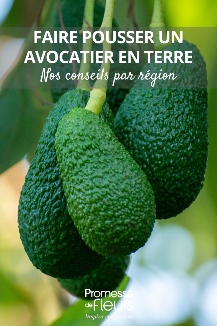 cultivar un aguacate