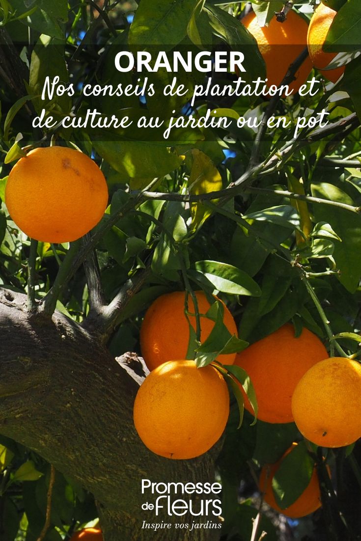 Cómo cultivar el limonero cómo cultivar un naranjo