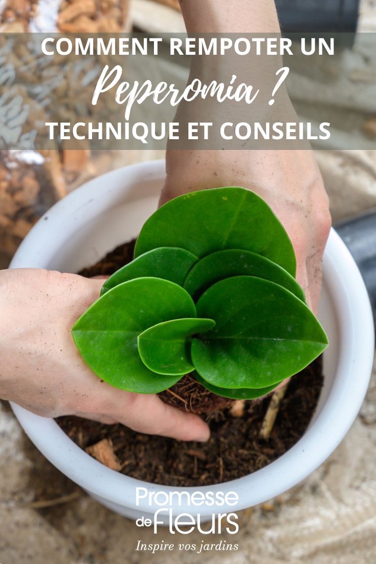 trasplante de un peperomia