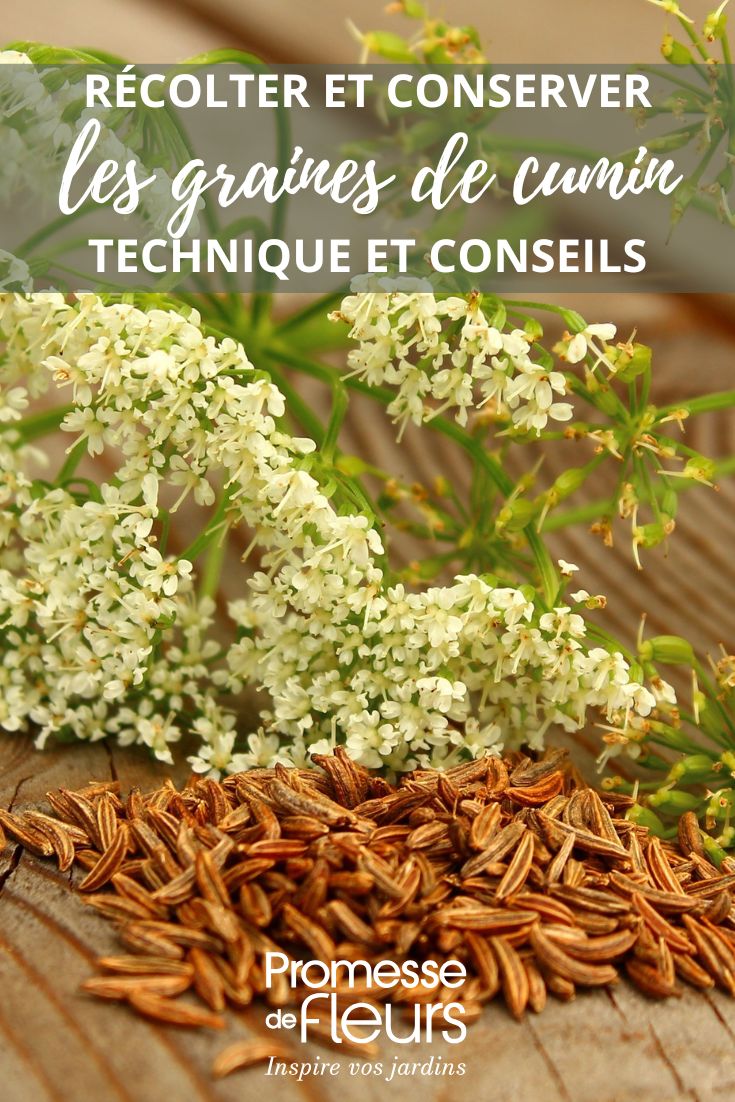 Recolección y conservación de las semillas de comino