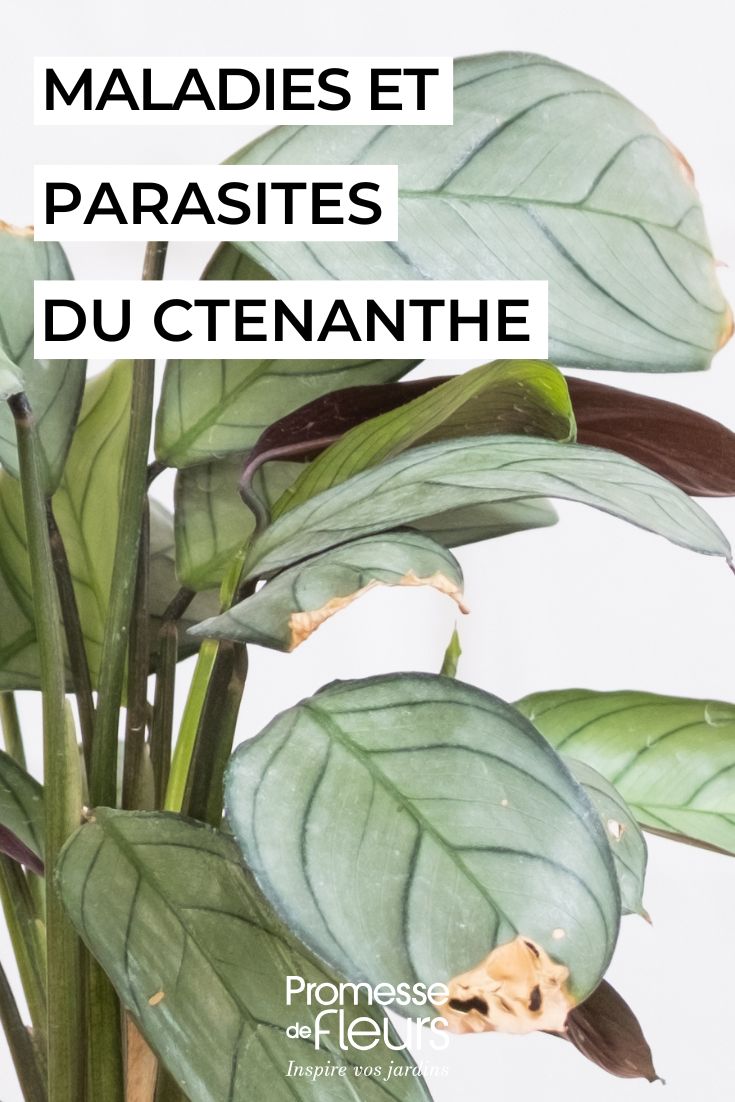 Cuidar una Ctenanthe