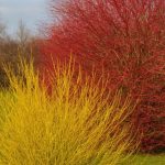 ¿Cómo multiplicar el cornejo de madera bicolor mediante acodo?