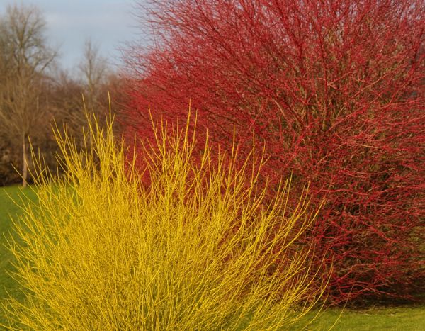¿Cómo multiplicar el cornejo de madera bicolor mediante acodo?