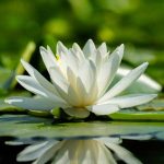 ¿Nenúfar, Nymphéa o Nenúfar? ¡No confundas estas tres plantas!